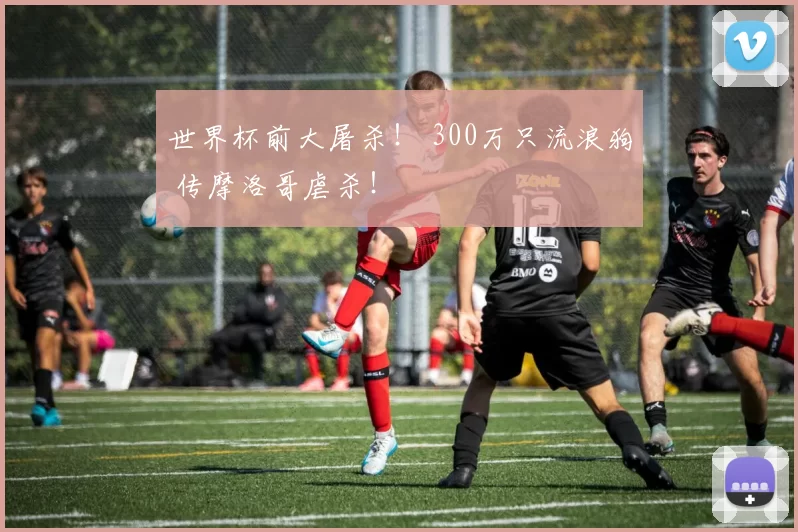 世界杯前大屠杀！ 300万只流浪狗 传摩洛哥虐杀！